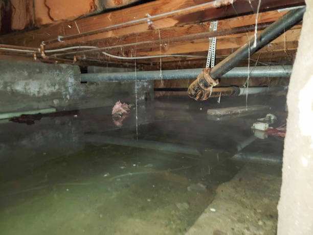 Best Water damage contractors near me  in Elkhorn, WI